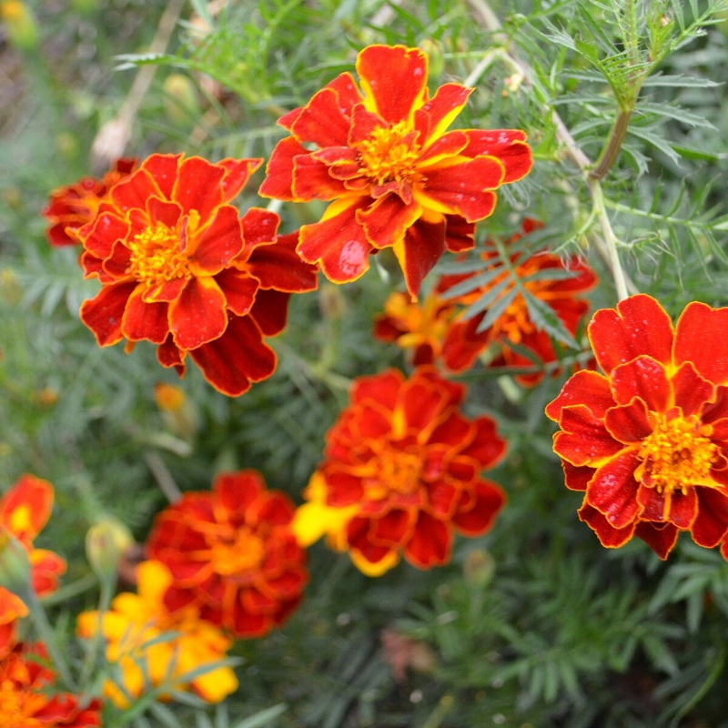 Flower, Harveys Honor Marigold Organic Seeds
