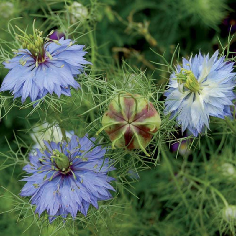 Flower, Love-in-a-Mist Miss Jekyll Seeds