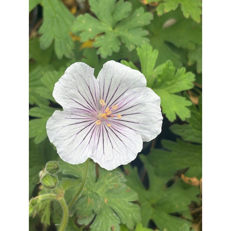 Geranium himalayense Derrick Cook