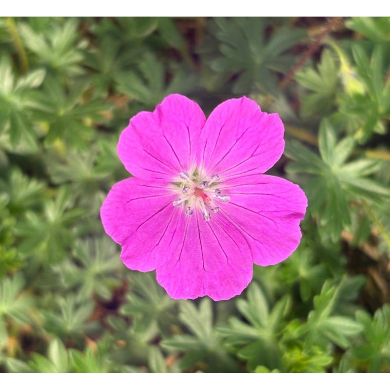 Geranium sanguineum ‘Max Frei’