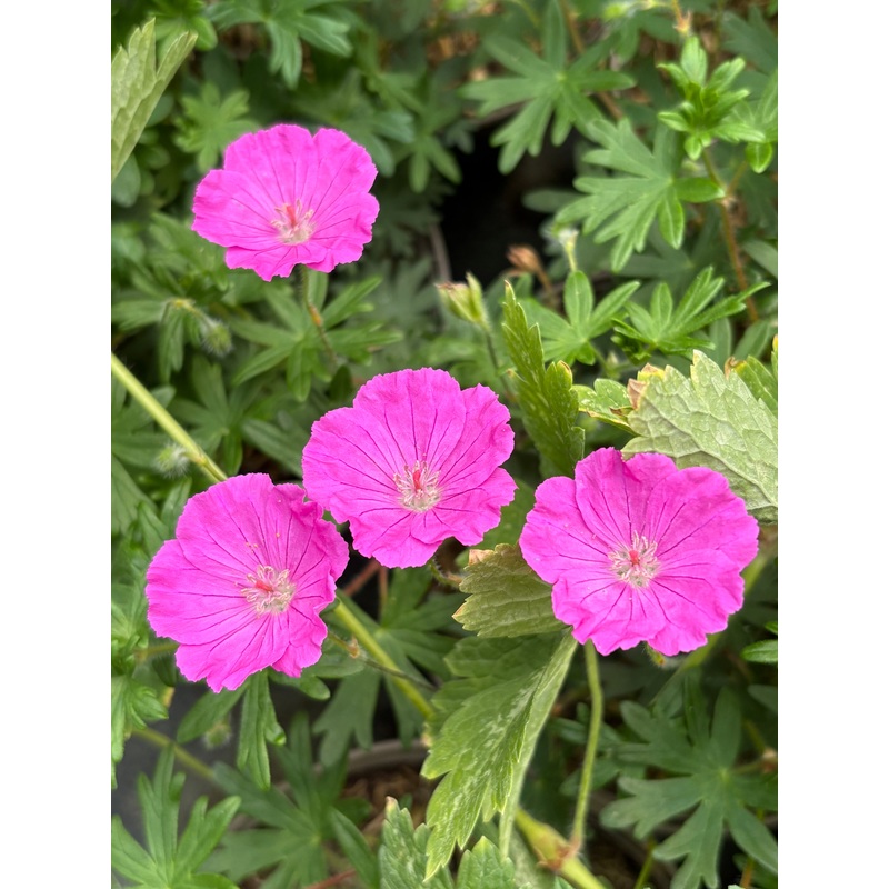 Geranium sanguineum Shepherds Warning – AGM