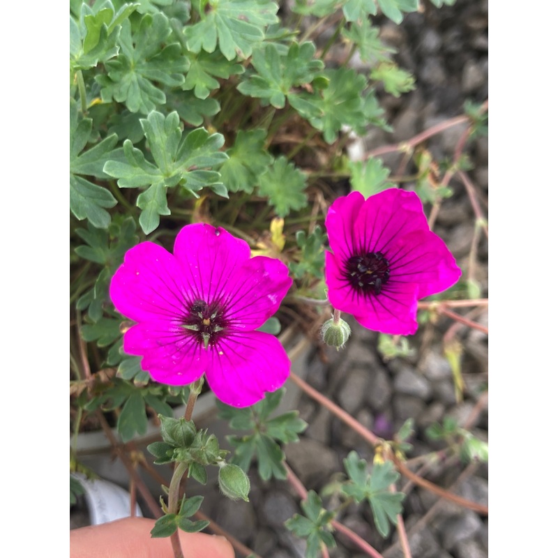 Geranium subcaulescens ‘Giuseppii’ – AGM