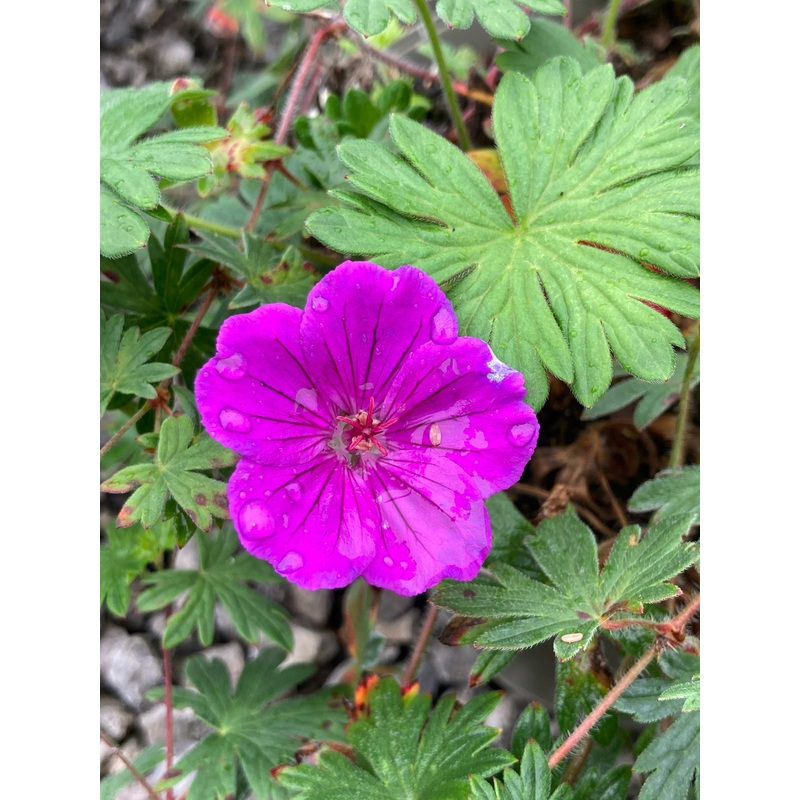 Geranium Tiny Monster|2 Litre