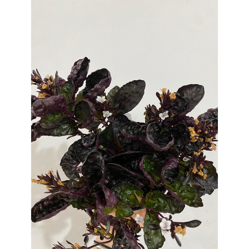 Hemigraphis alternata Waffle Plant