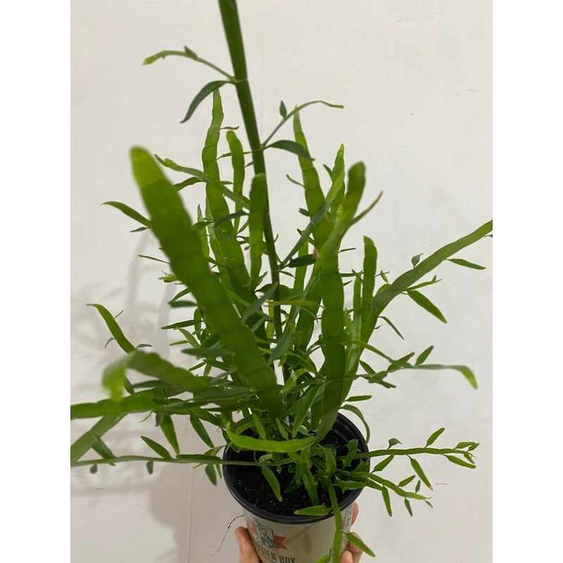 Homalocladium platycladum Ribbons