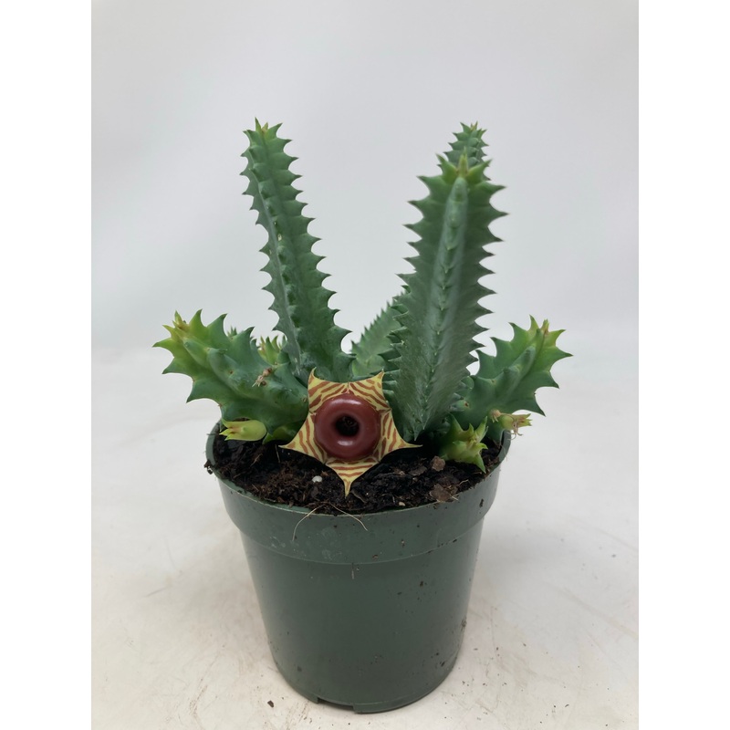 Huernia echinopsis Star Huernia