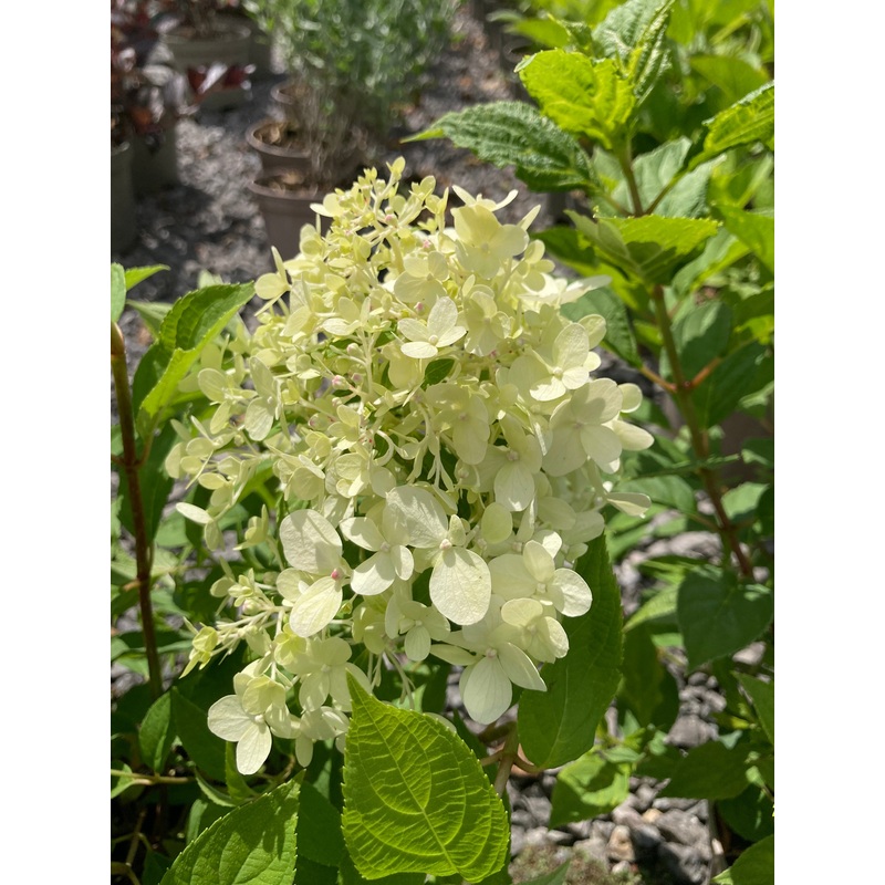 Hydrangea paniculata ‘Little Spooky’