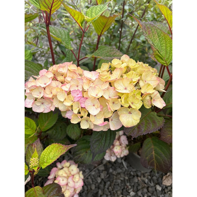 Hydrangea ‘Preziosa’ – AGM|9cm|2 Litre