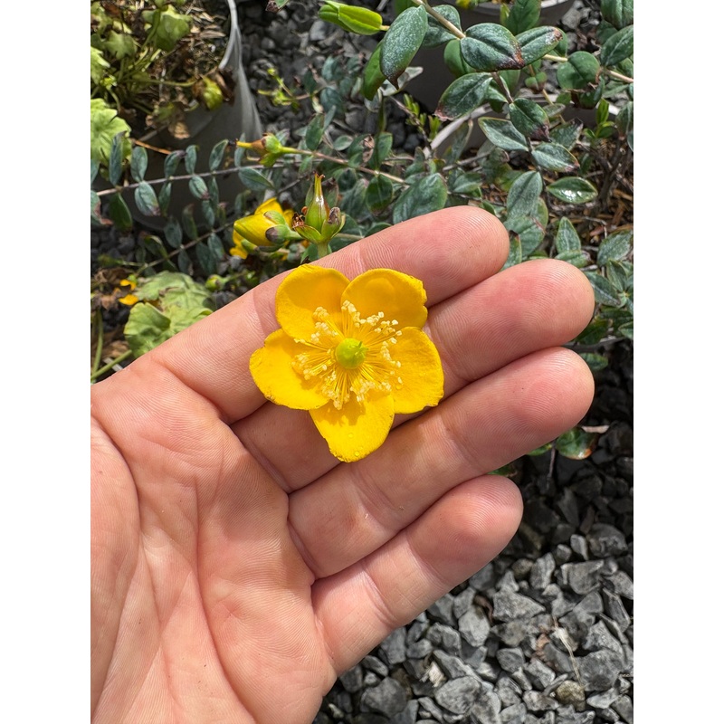 Hypericum kouytchense – AGM|9cm|2 Litre