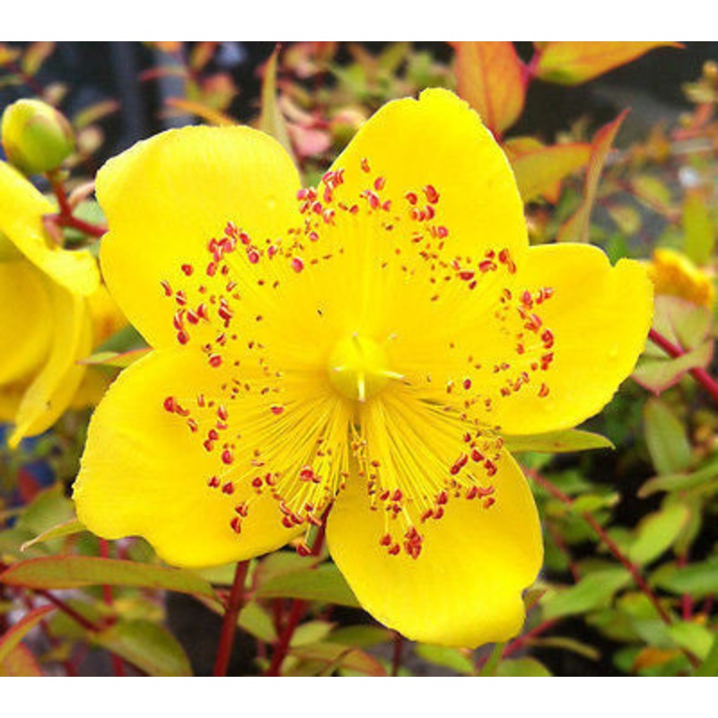 Hypericum moserianum Tricolor