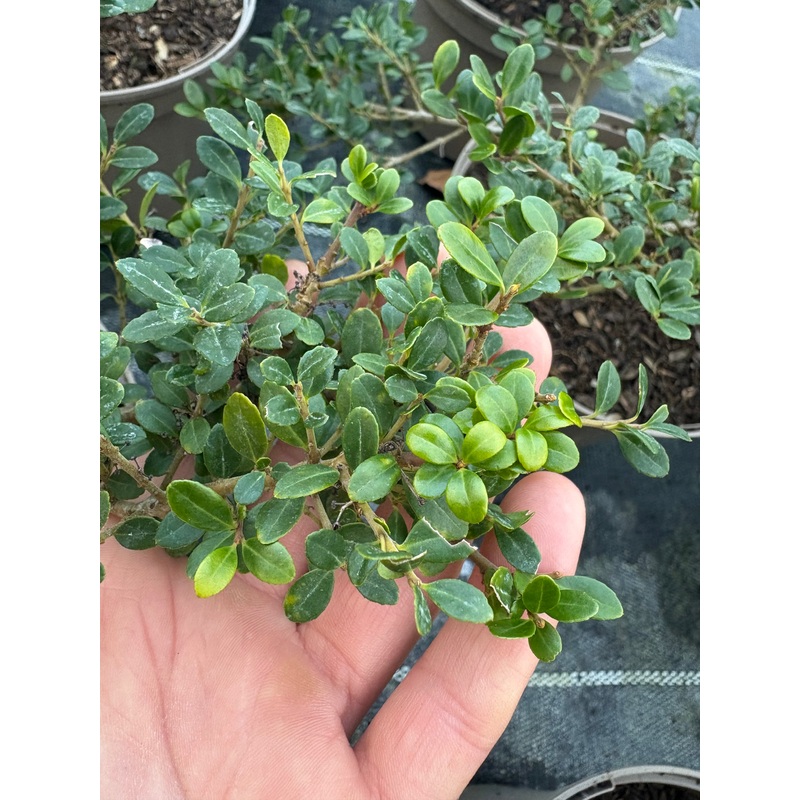 Ilex crenata