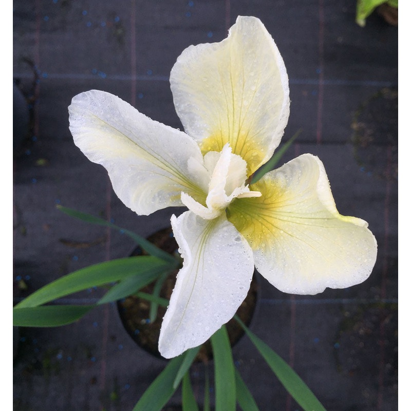 Iris sibirica Butter & Sugar – AGM