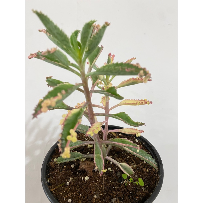 Kalanchoe ‘Pink Butterfly’|6″ Pot