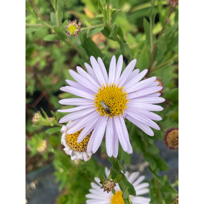 Kalimeris incisa ‘Madiva’|9cm|2Litre