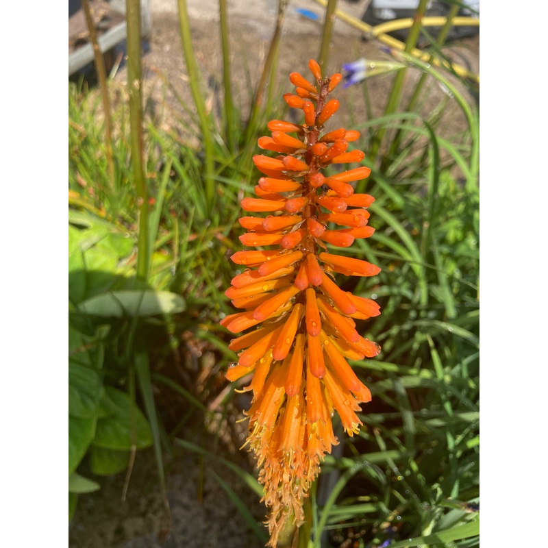 Kniphofia Shinning Spectre|9cm|2 Litre