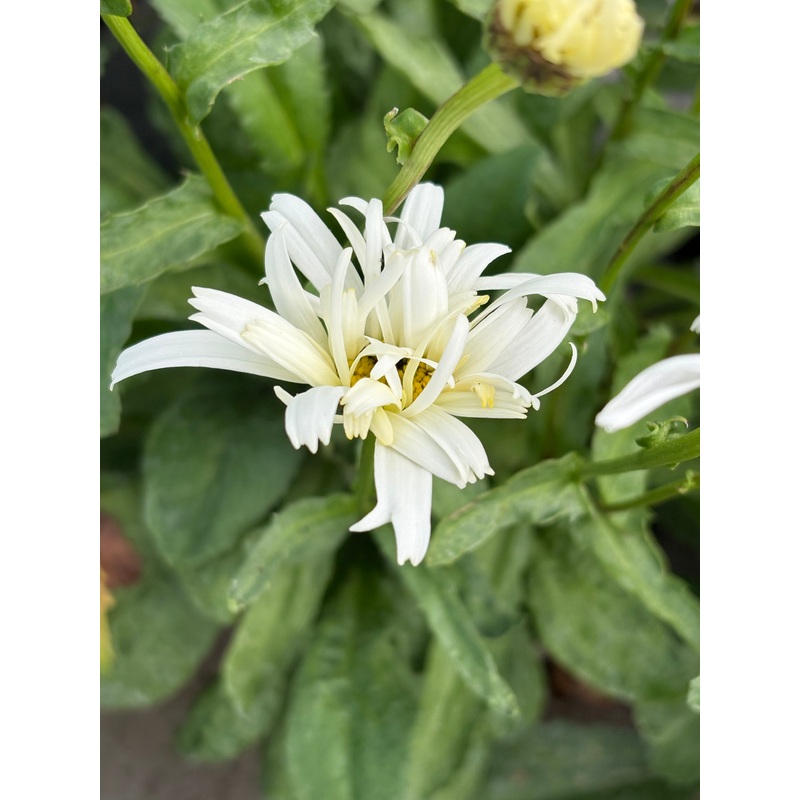 Leucanthemum  superbum ‘Crazy Daisy’