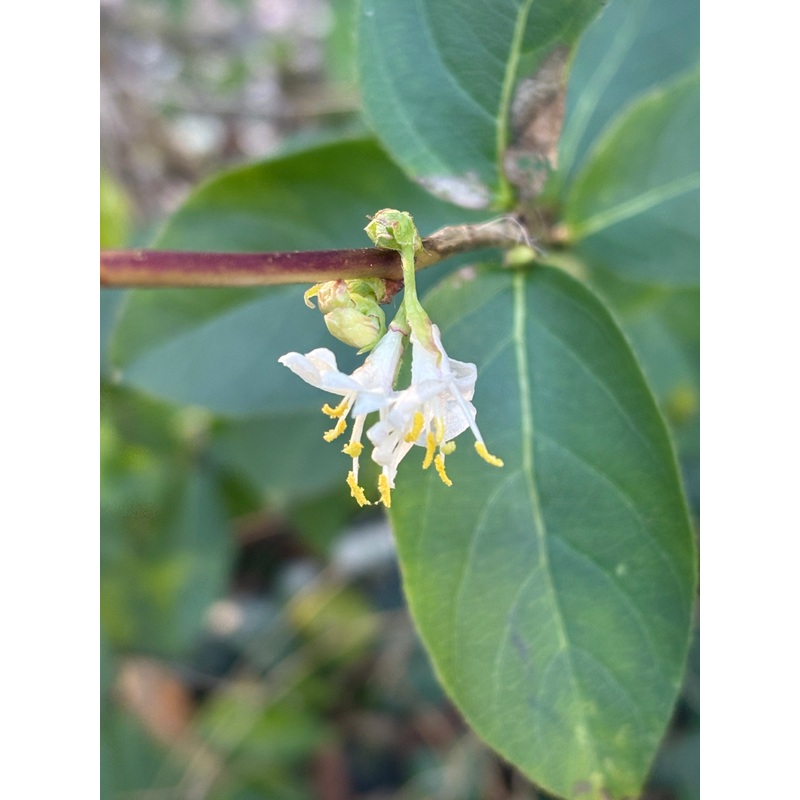 Lonicera fragrantissima|2 Litre|9cm Pot