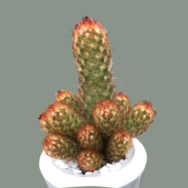 Mammillaria Elongata ‘Copper King Cactus’
