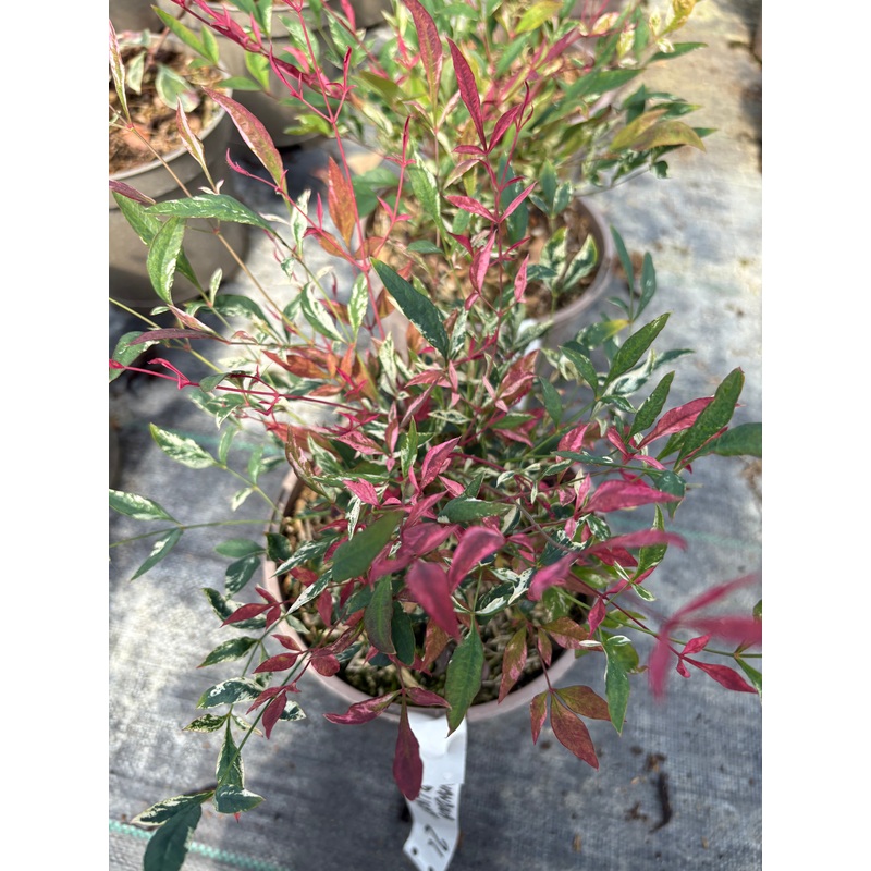 Nandina domestica Red Light