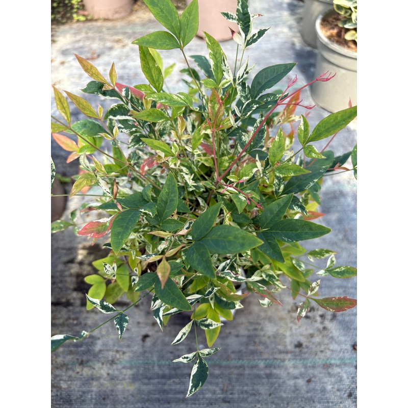 Nandina domestica ‘Twilight’