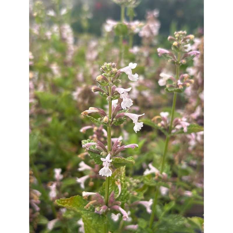 Nepeta grandiflora ‘Dawn to Dusk’