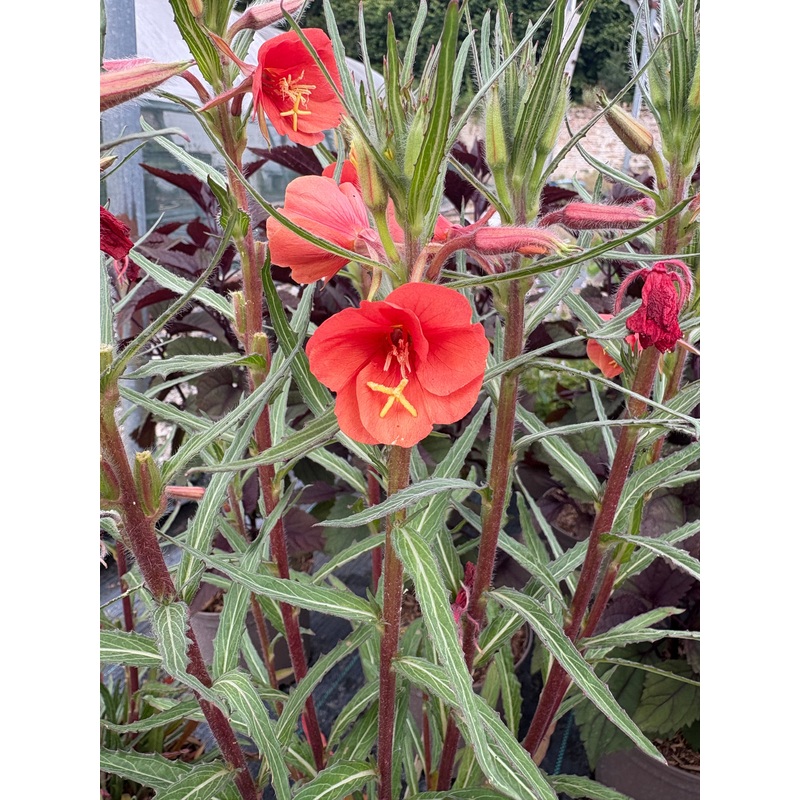 Oenothera versicolor ‘Sunset Boulevard’