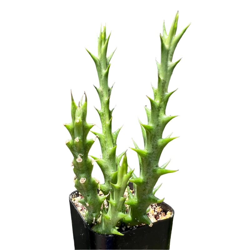 Orbea caudata ‘Star Orbea’|3″ Pot