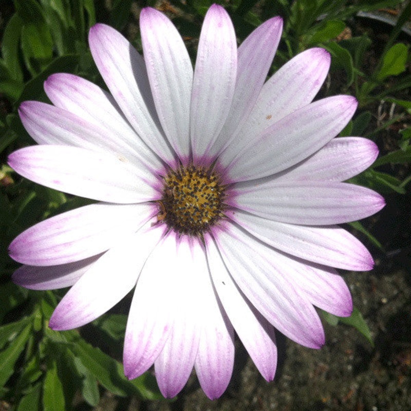 Osteospermum Pale Face (Lady Leitrim)