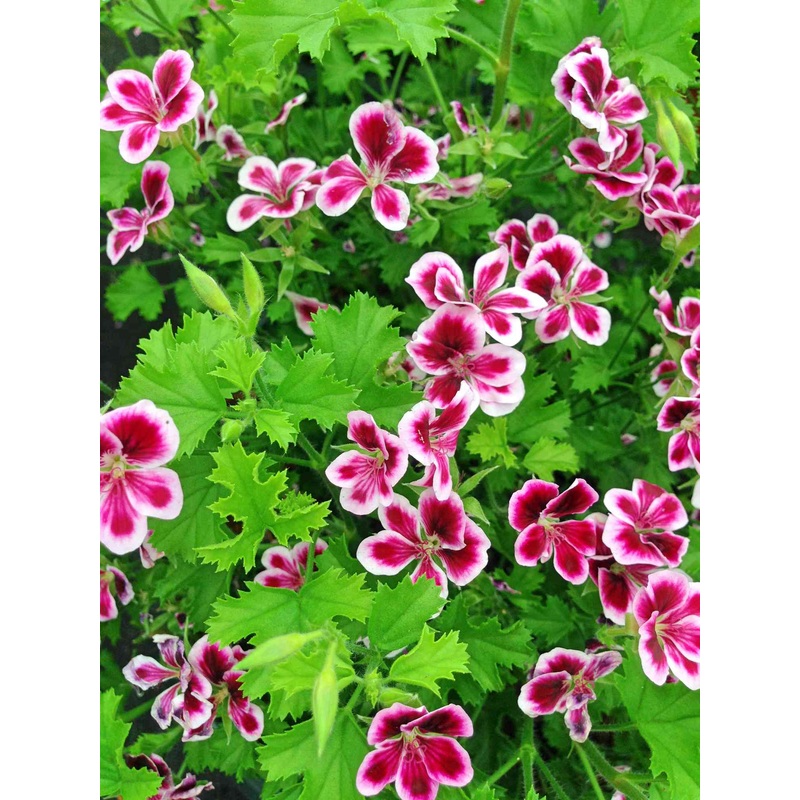 Pelargonium ‘Scented Geranium Citronella’