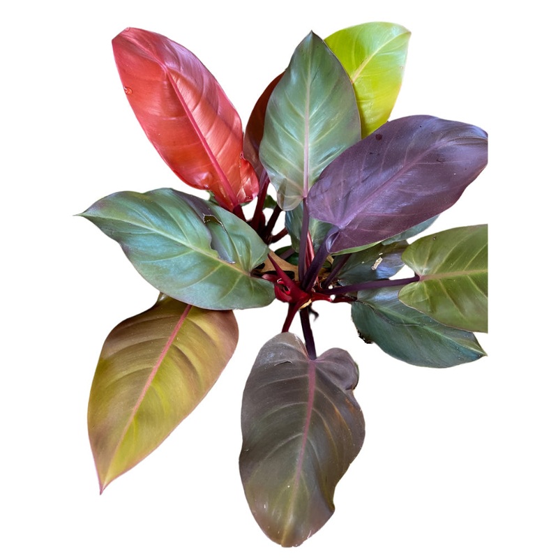 Philodendron Autumn’|6 Pot