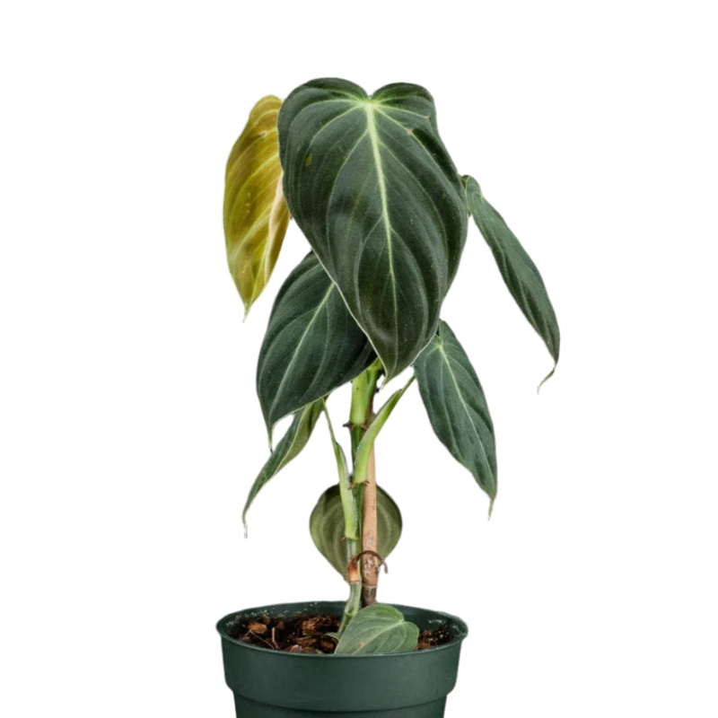 Philodendron melanochrysum ‘Black Gold’