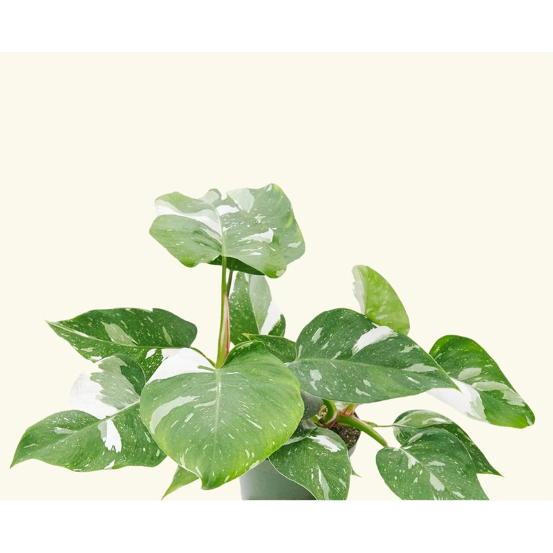 Philodendron ‘White Princess’|2″ Pot|4″ Pot