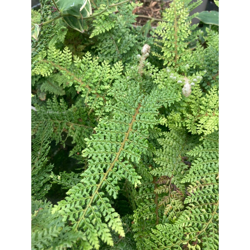 Polystichum setiferum Dahlem