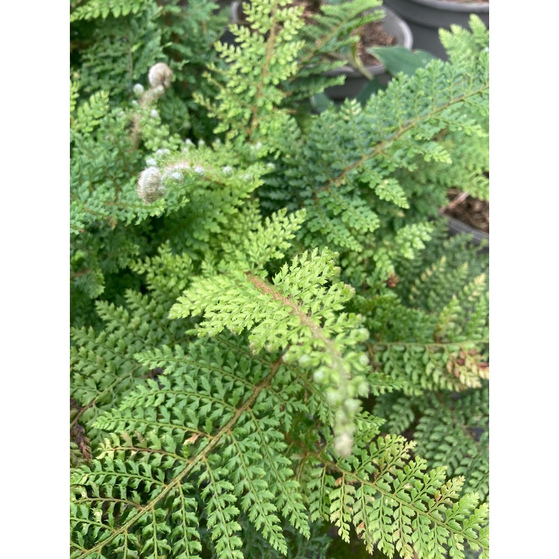 Polystichum setiferum Proliferum