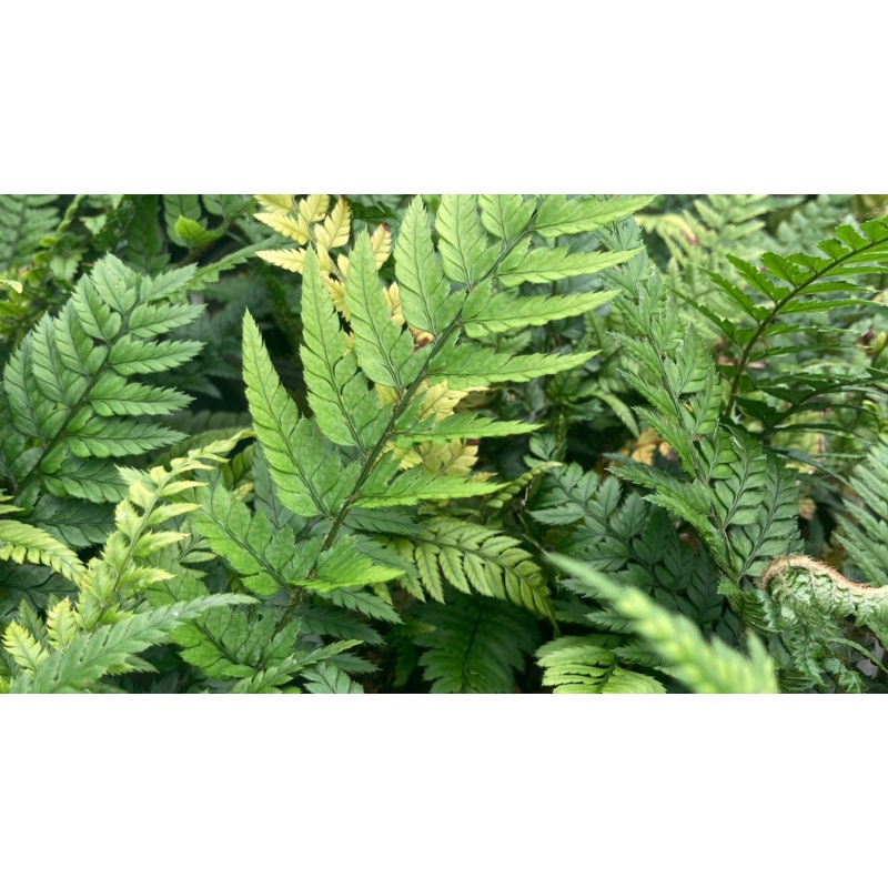 Polystichum tsussimense – AGM