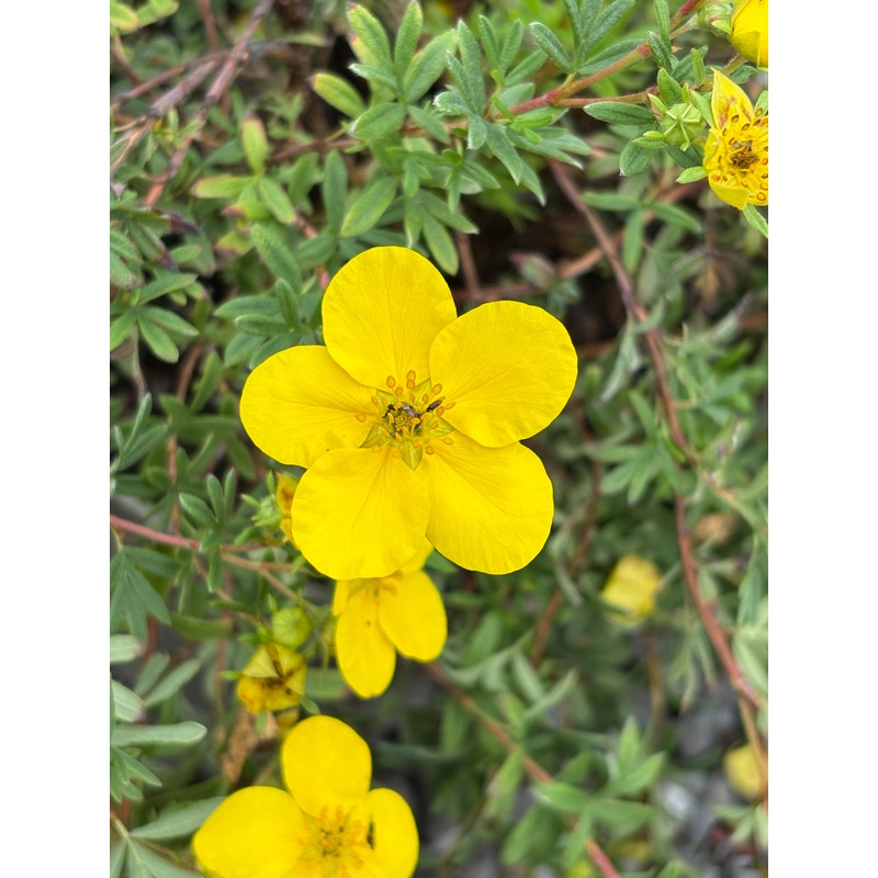 Potentilla fruticosa Goldfinger