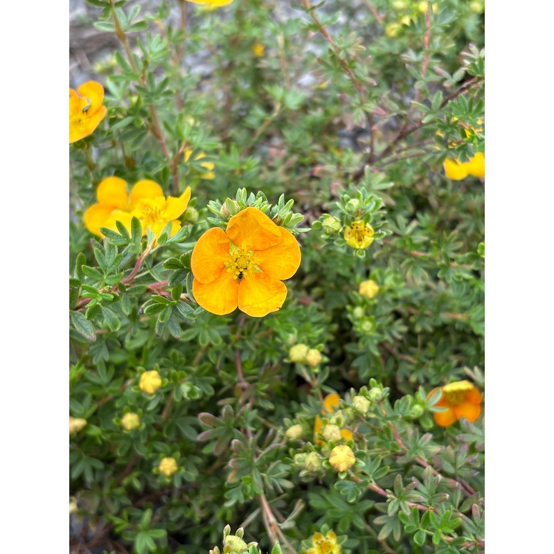 Potentilla fruticosa Tangerine