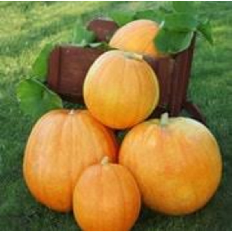 Pumpkin, Big Max Seeds