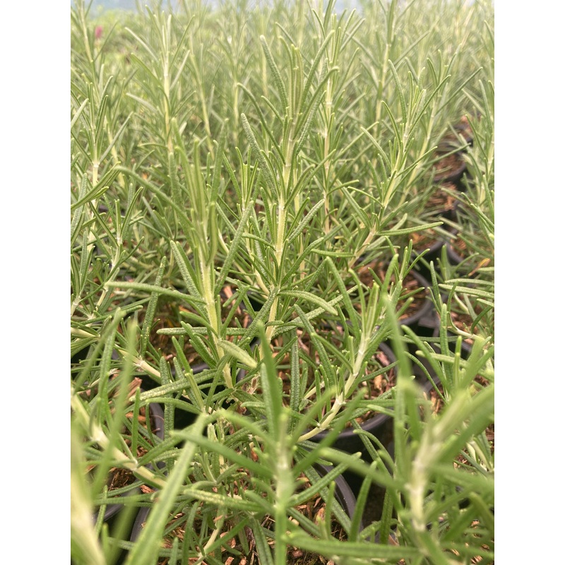 Rosmarinus officinalis ‘Sissinghurst Blue’ | Rosemary