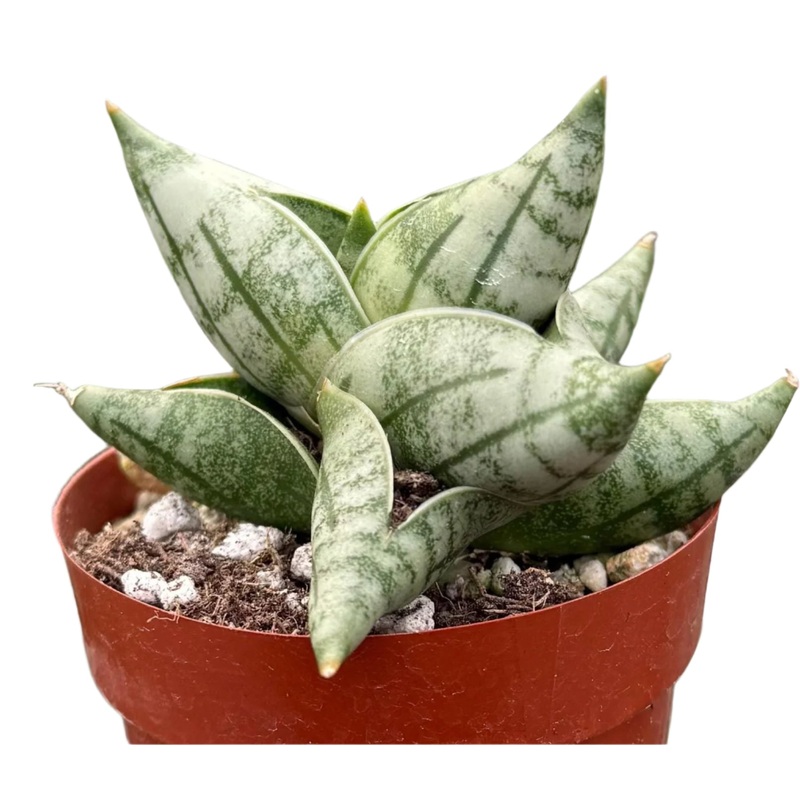 Sansevieria bonji|3″ Pot