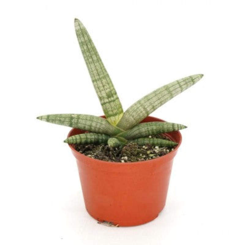 Sansevieria cylindrica Boncel Fingers