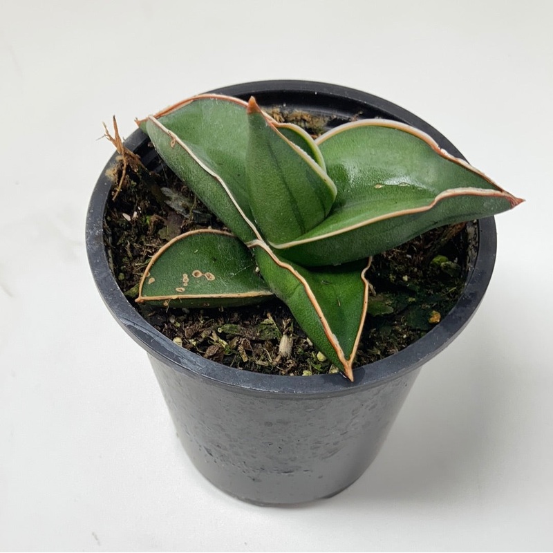 Sansevieria ehrenbergii Samurai Dwarf