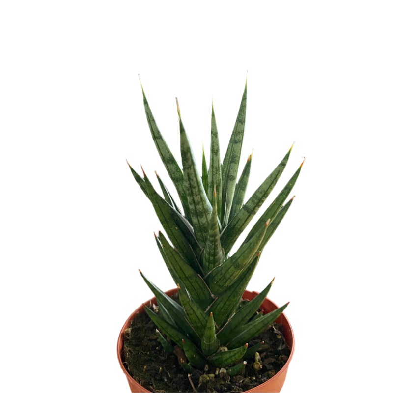 Sansevieria francisii ‘Raccoon’s Tail’