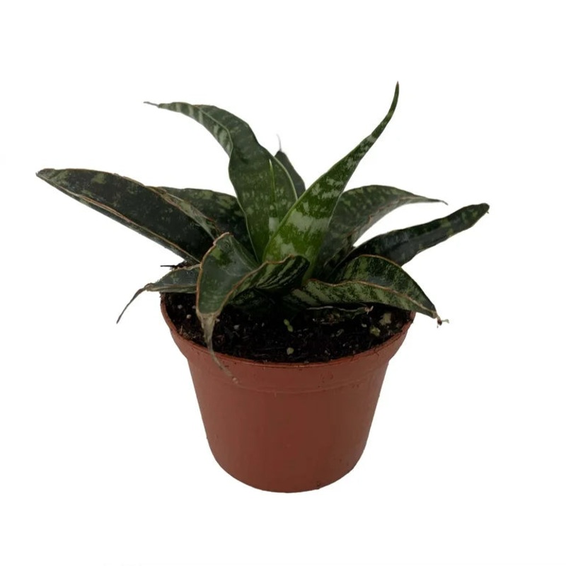 Sansevieria Tiger|3″ Pot