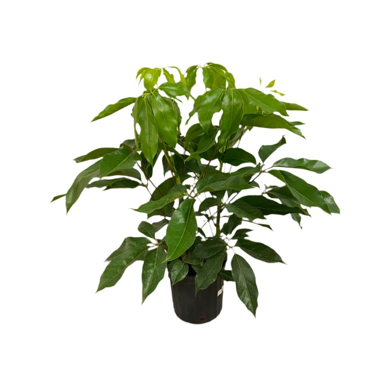 Schefflera actinophylla Amate Umbrella Tree