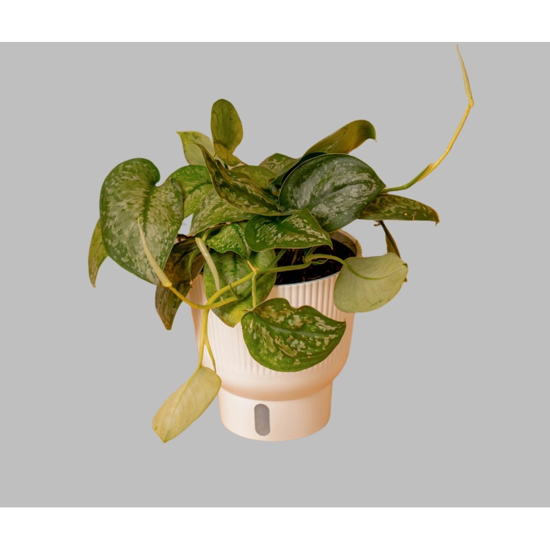 Scindapsus ‘Mount Salak’|6″ Pot