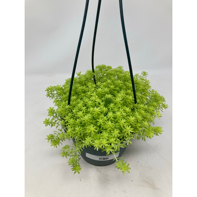 Sedum Acre Tokyo Sun|6″ Pot Hanging Basket