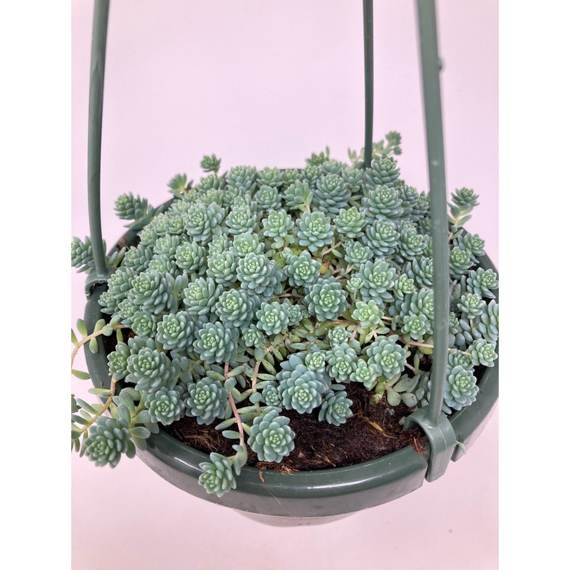 Sedum Dasyphyllum ‘Blue Tears’