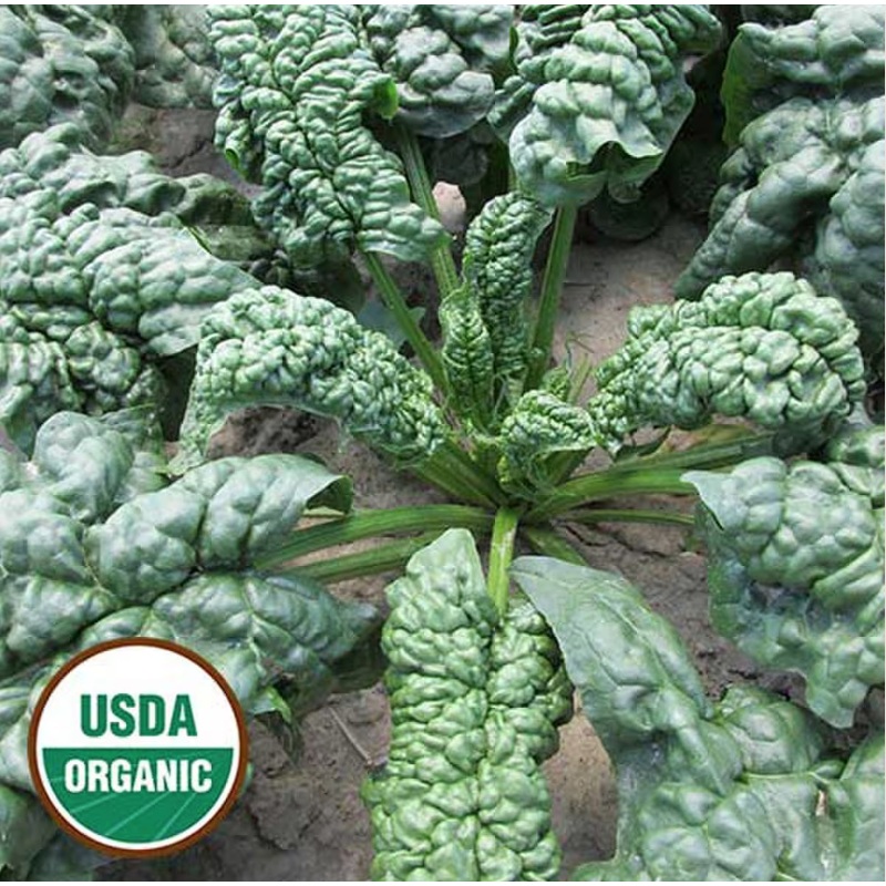 Spinach, Norfolk Organic Seeds