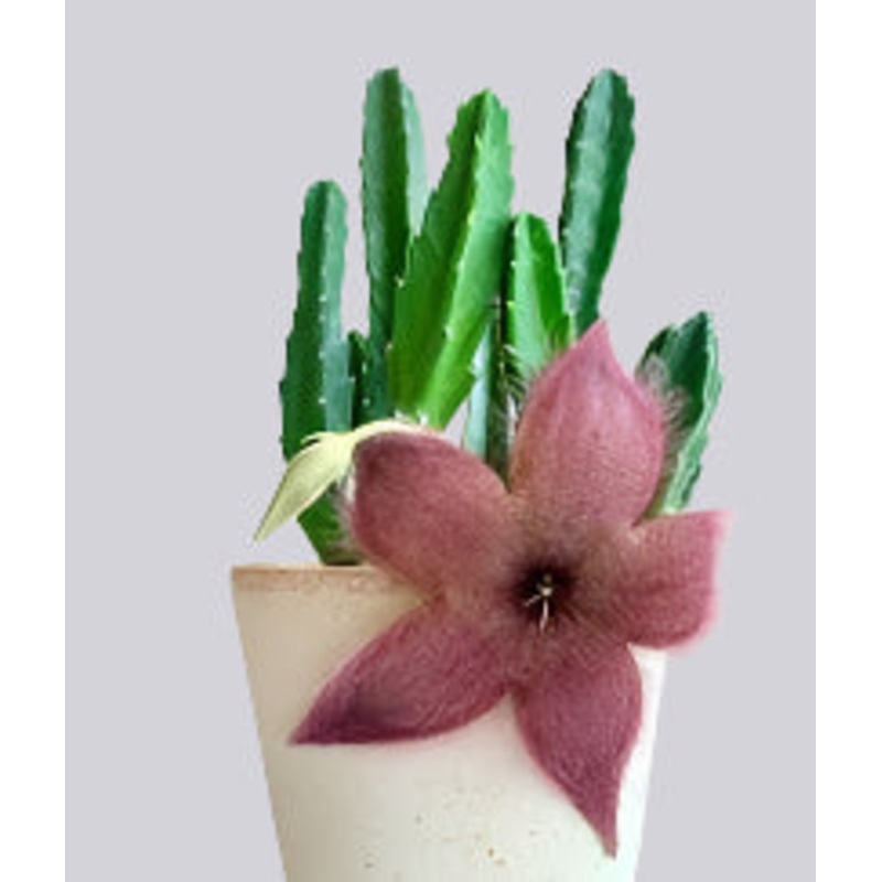 Stapelia hirsuta ‘ Starfish Cacti’